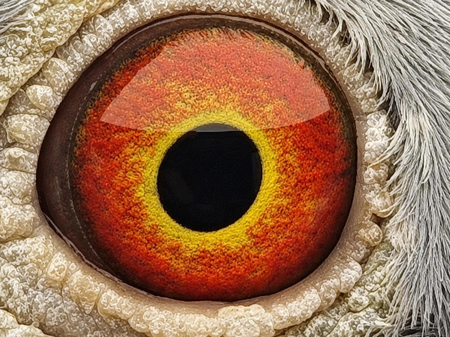 Pigeon eye